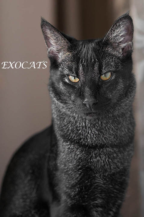 Кошка Чаузи Ф1 / Chausie F1 - описание породы, цена, фото. Питомник  экзотических кошек EXOCATS
