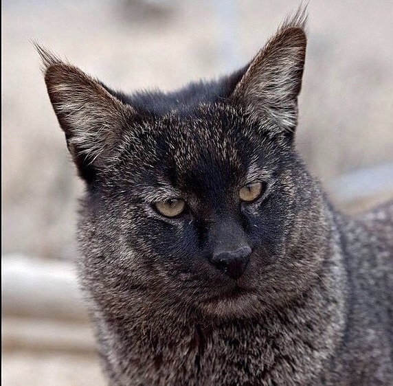 Кошка Чаузи Ф1 / Chausie F1 - описание породы, цена, фото. Питомник  экзотических кошек EXOCATS