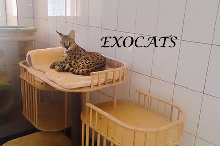 Гостиница для кошек EXOCATS - Саванна, Сервал, Чаузи. Условия заселения
