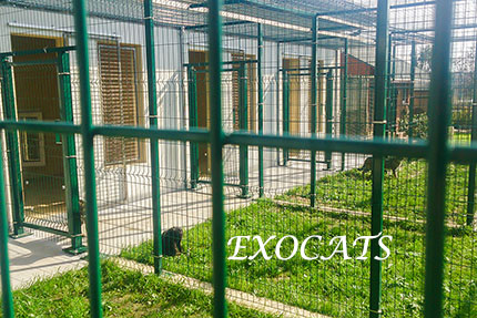 Гостиница для кошек EXOCATS - Саванна, Сервал, Чаузи.