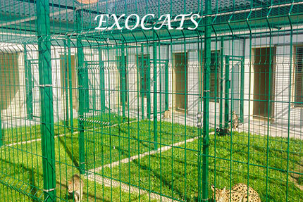 Гостиница для кошек EXOCATS - Саванна, Сервал, Чаузи. Условия проживания