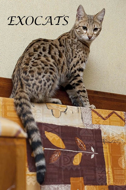 Кошка Саванна Ф1 / Savannah F1 - описание породы, цена, фото. Питомник  экзотических кошек EXOCATS