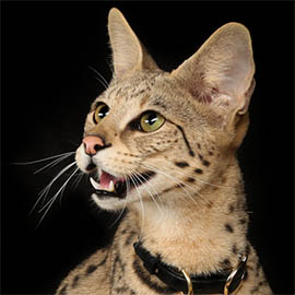 Саванна Ф1/Savannah F1 - описание породы, цена, фото. Питомник экзотических кошек EXOCATS