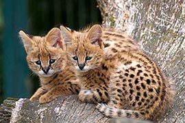 Котята Сервала питомника экзотических кошек EXOCATS.RU